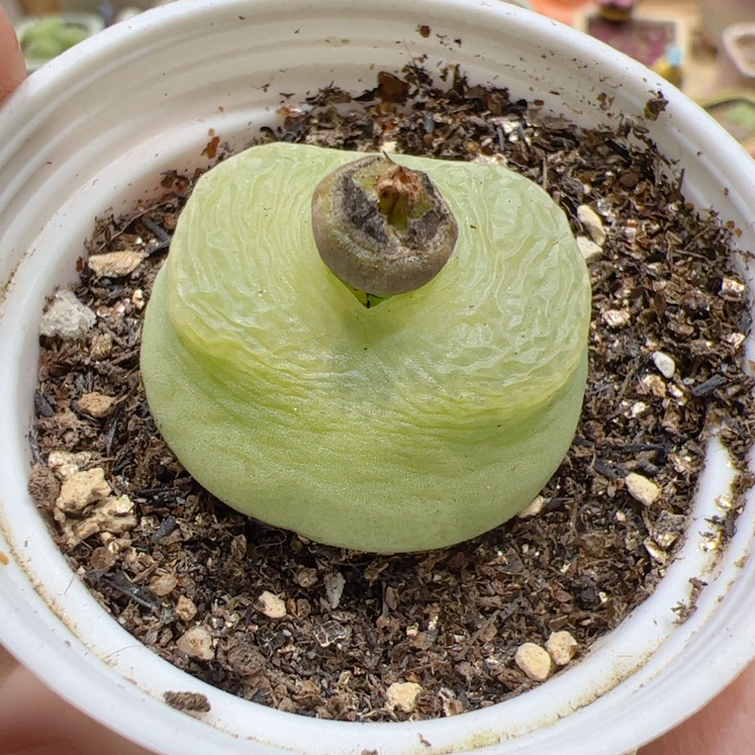 【闪购商品】114 o泡