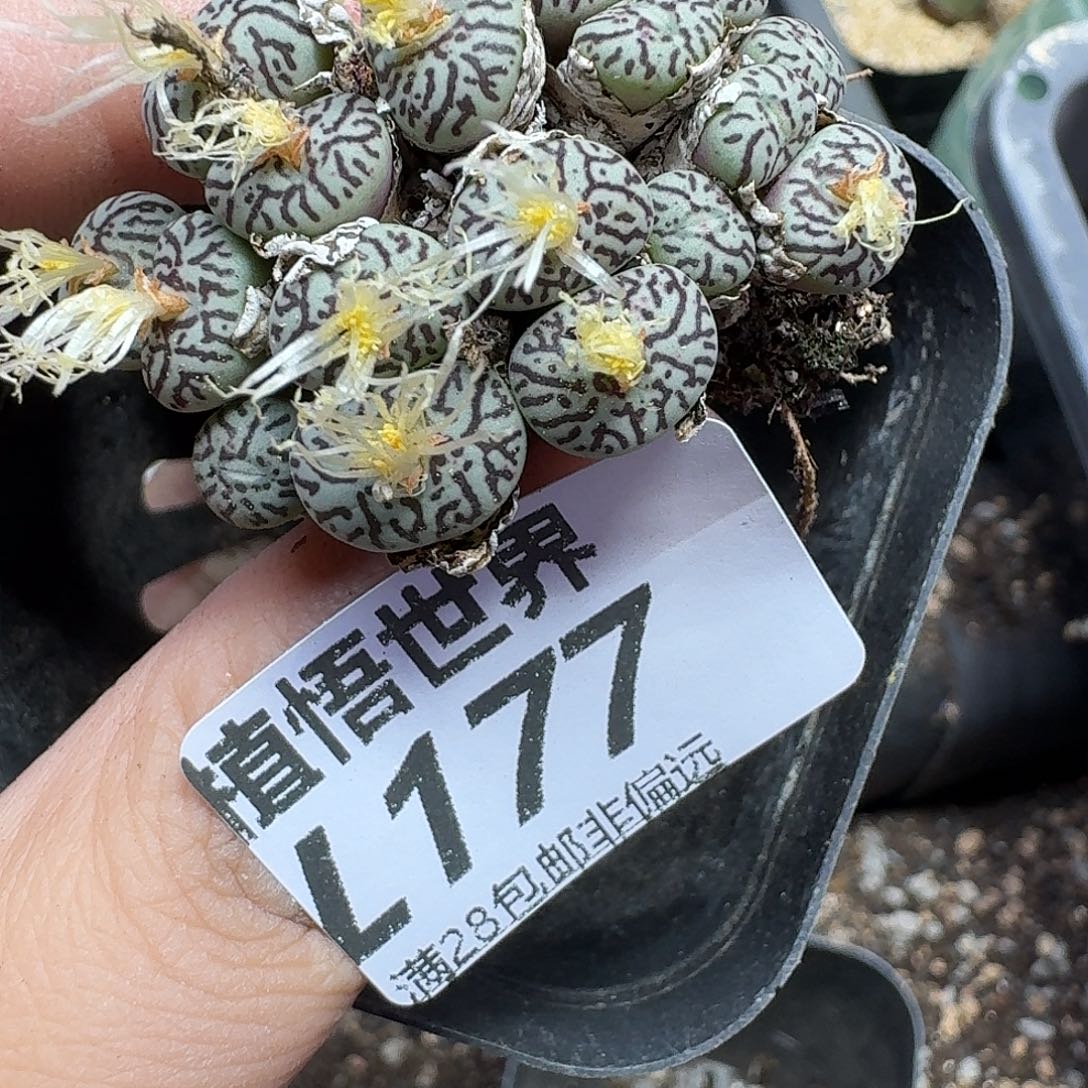 多肉植物的人生gbnn