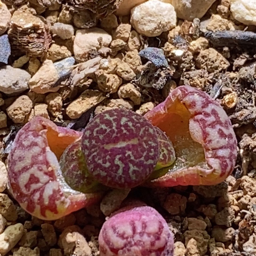 好看好看好看青蛙714超mo