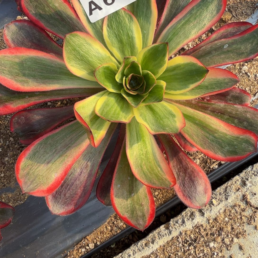 二***哈641红魔女到春 多肉植物