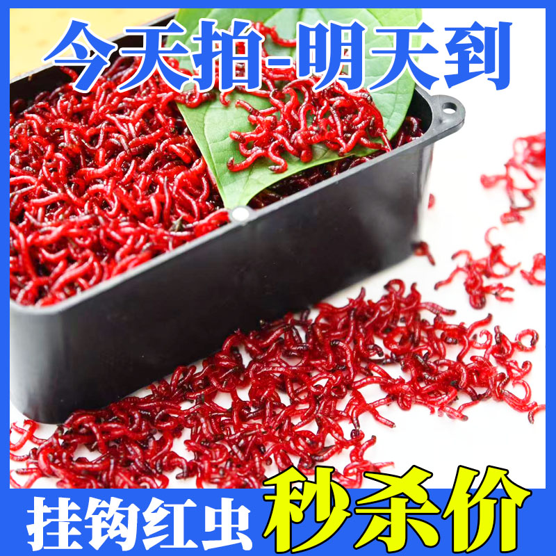 【新店开业】特大号挂钩红虫活体活饵红虫鱼饵拉饵钓鱼鲜活红虫净虫