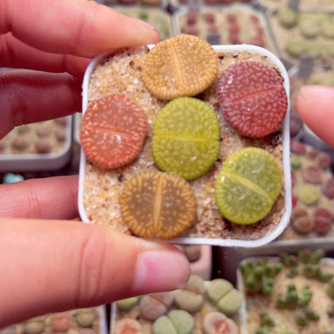 428号带盆包邮发货