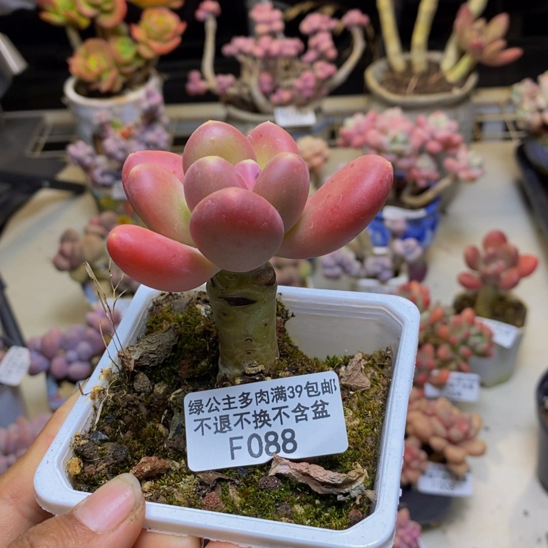 088金蟾多肉肉5c m