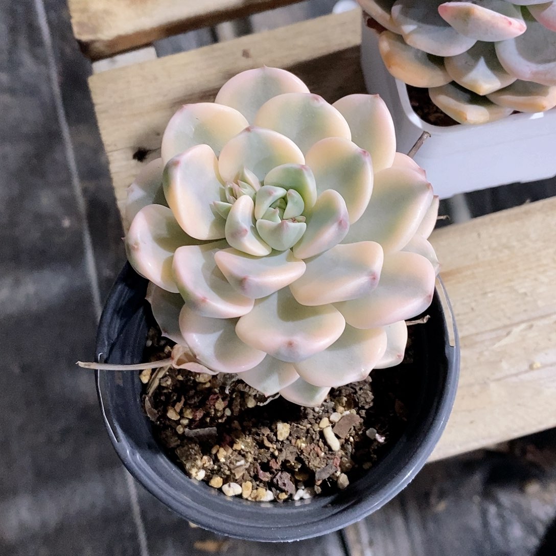 用***）红粉佳人锦多肉植物