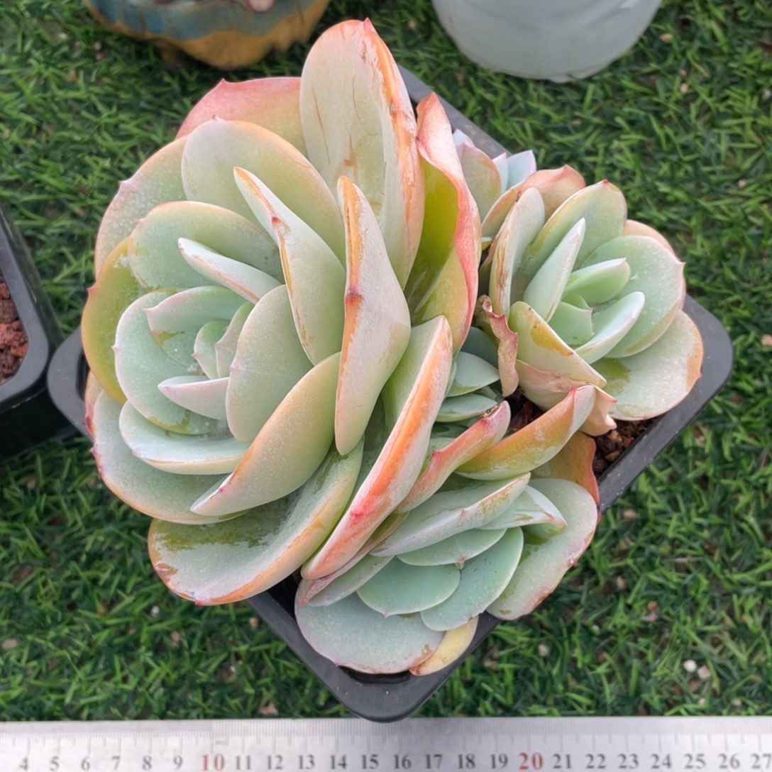 白凤杂冠幅15 公分一物一拍