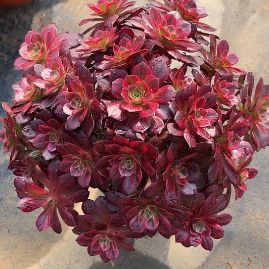 多肉植物法师安娜锦3