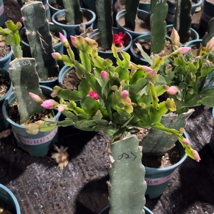 ****️87号027，粉紫色重瓣