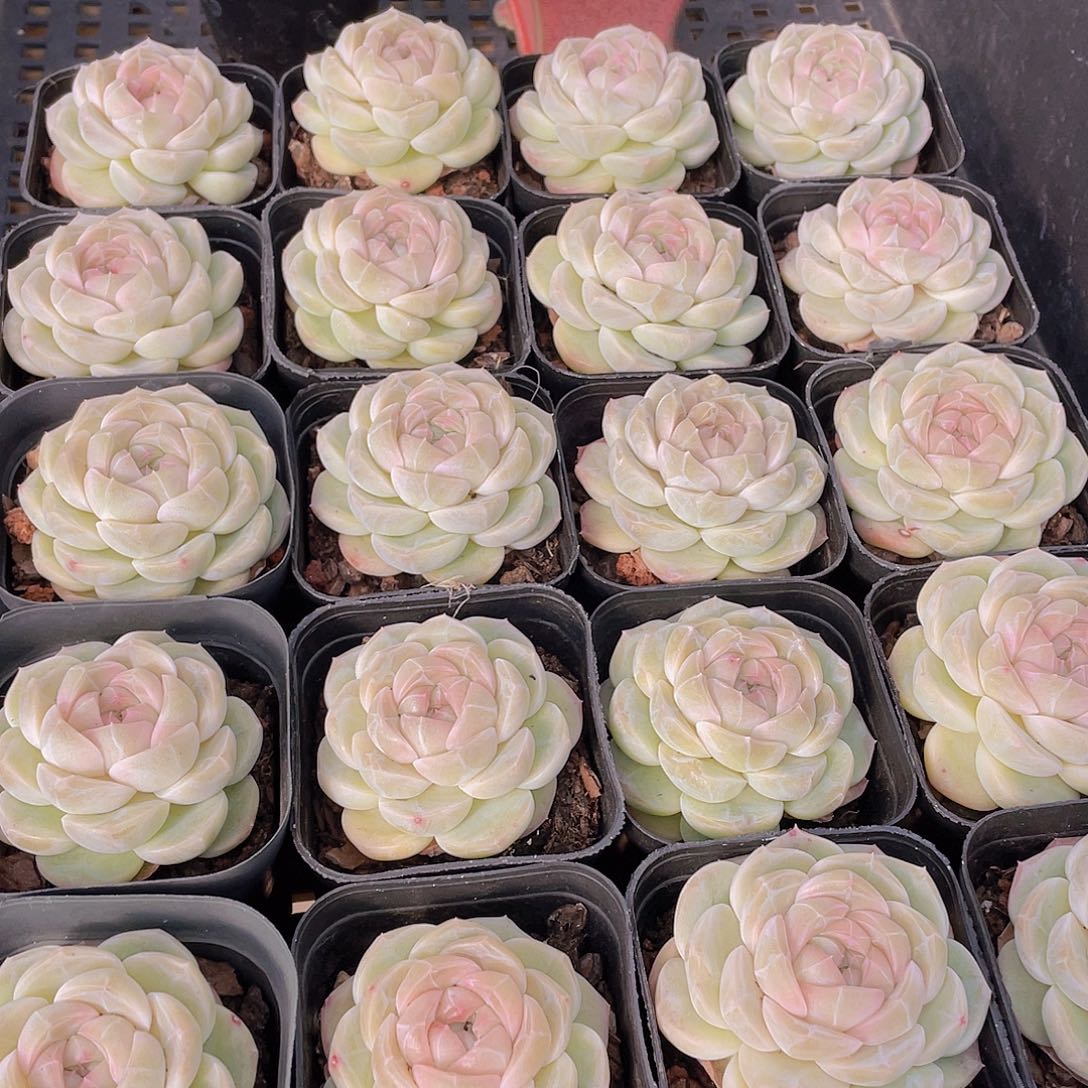 量拍27号 冰透雪团子单头一个