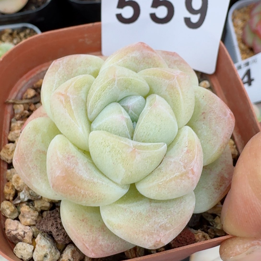 樱花         多肉植物