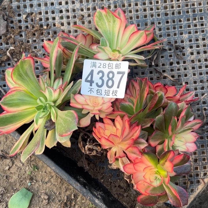 黑魔锦多肉植物法师4387无根