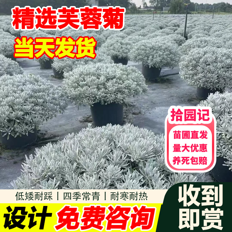 拾园记【芙蓉菊银叶菊直播间】老桩阳台庭院花园大盆栽绿植花卉好养