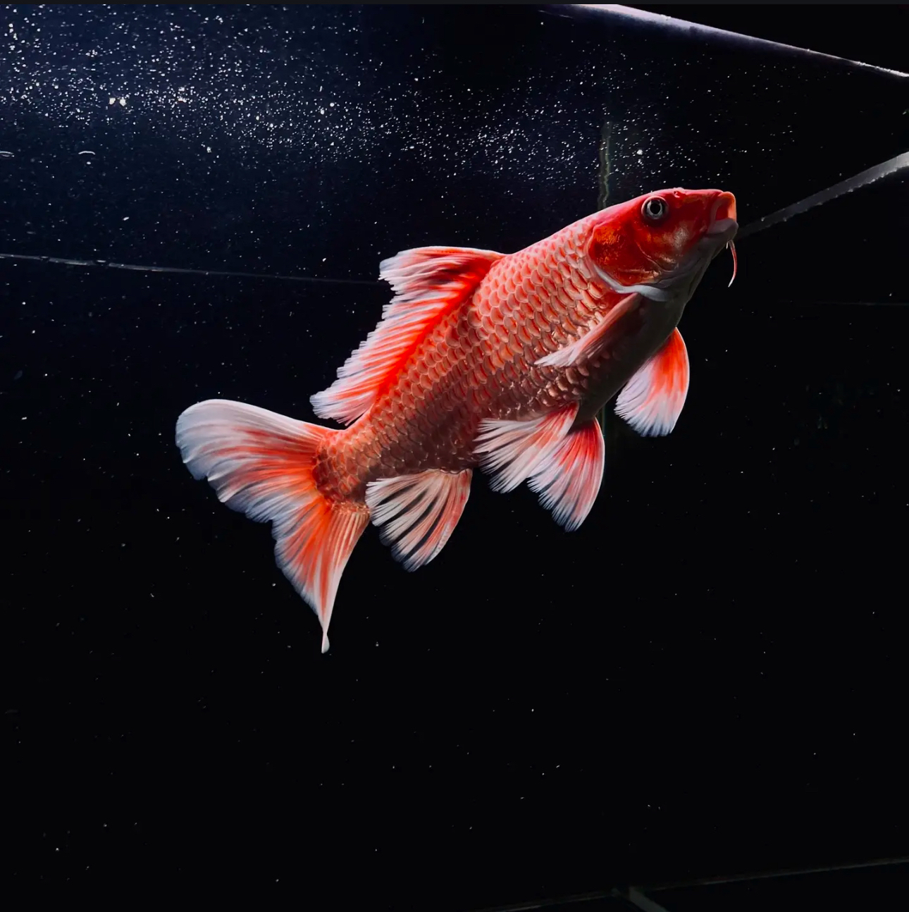 精品大尺寸蝴蝶鲤直播中有增艳灯效果，收货录开箱视频