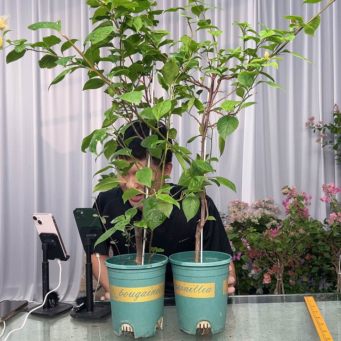 大部分开放少量花苞苏瓦娜带竹一棵