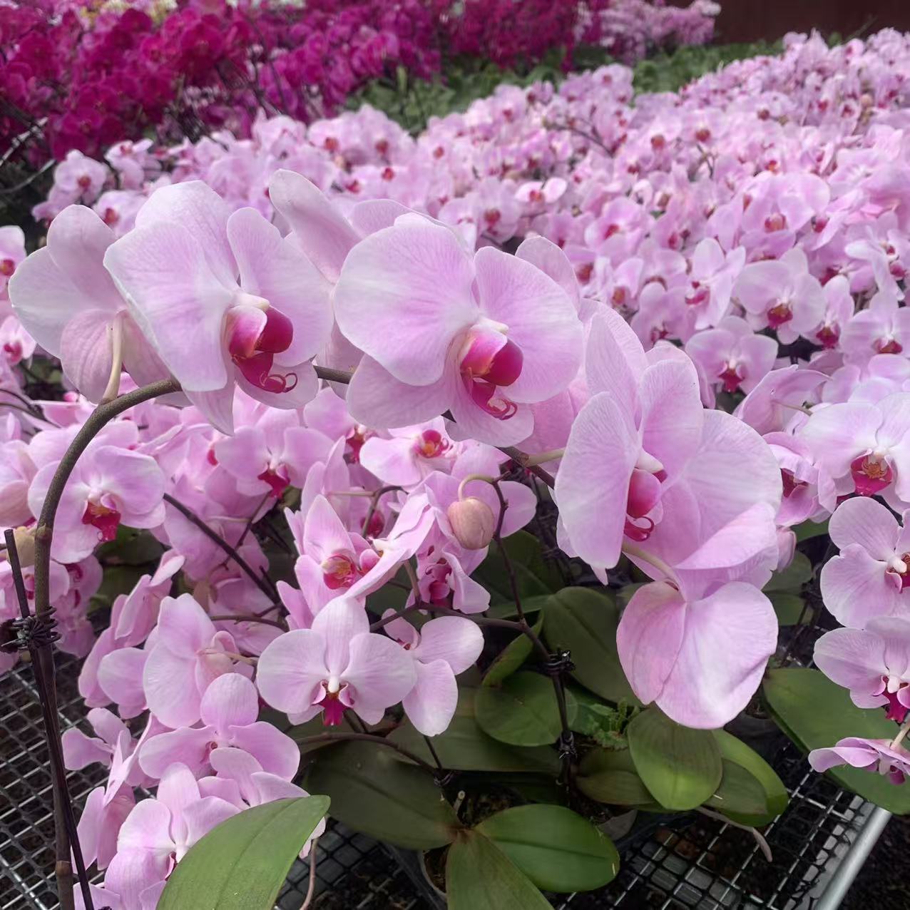 十月里蝴蝶兰【安祖pyc10花后苗】微瑕 带花发货