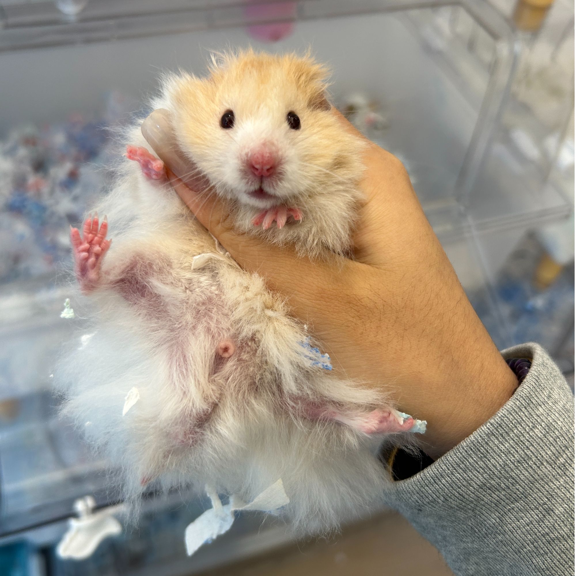 特价高品直毛卷毛金丝熊大体弟弟妹妹