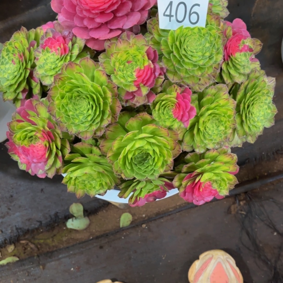 林***虎哈哈多肉葡萄努力406