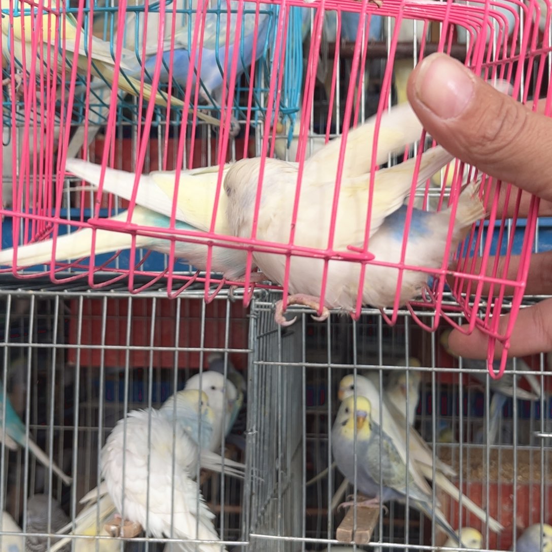 星***辰虎皮鹦鹉我的人生就是这样