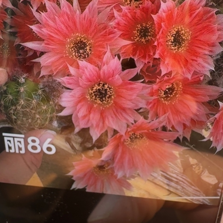 263丽花老丽86歪3公分左右无根侧牙，20包邮