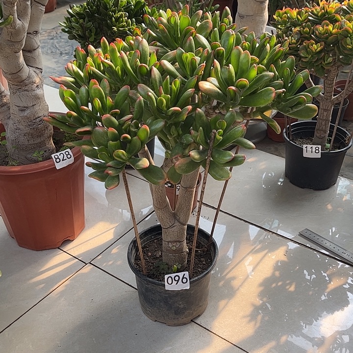 铲叶花月独杆老桩