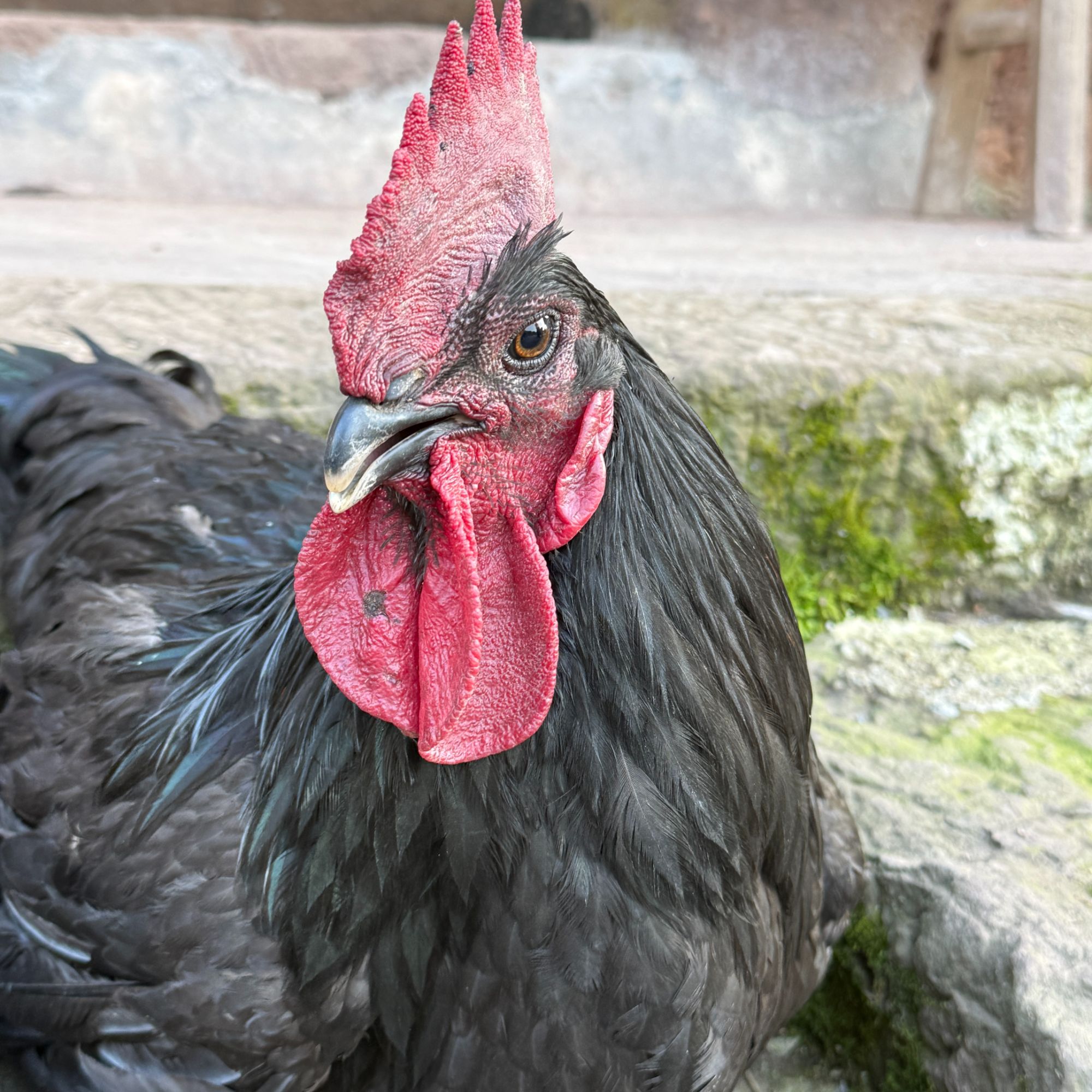 宜宾兴文农户散养跑山乌骨鸡土鸡现杀顺丰冷链 包冰率不含冰