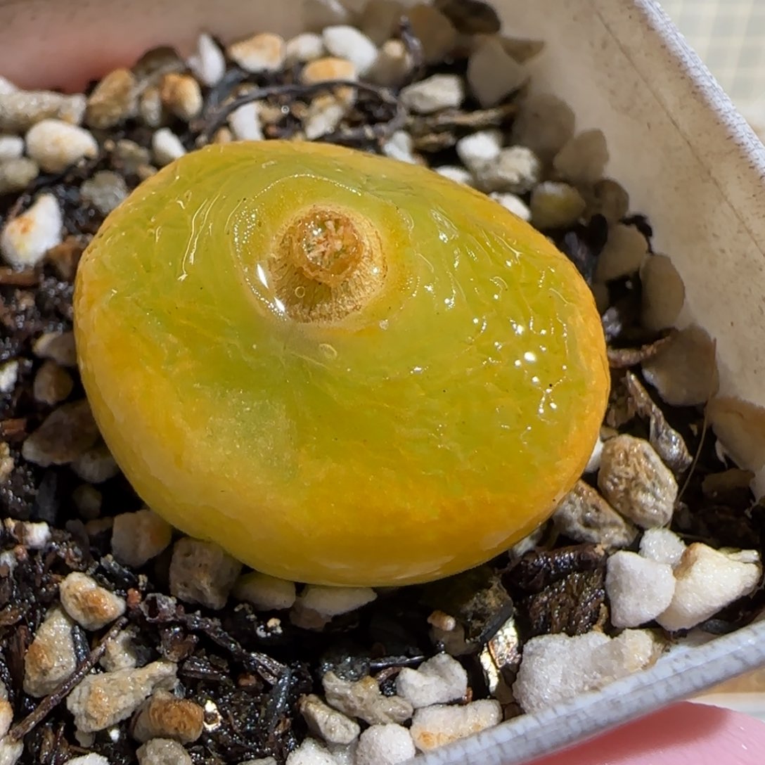 肉锥多肉植物组合-384