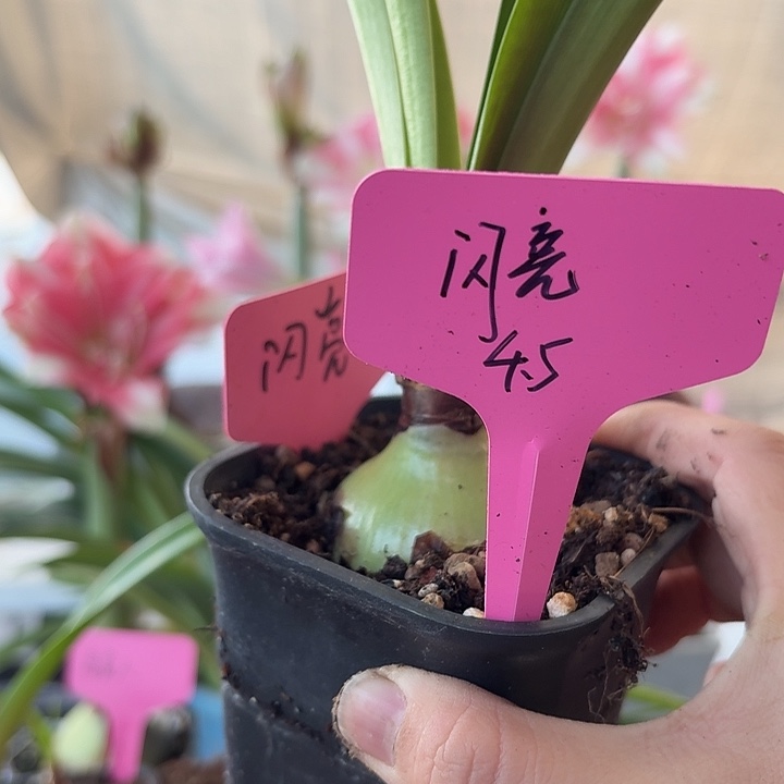 无花朵闪亮朱顶红直径4.5