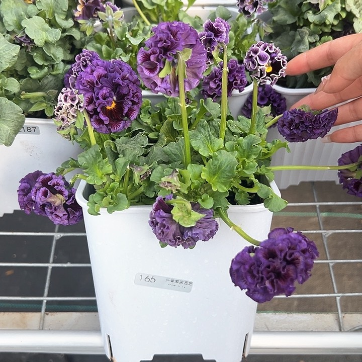 木抖音直播闪拍165