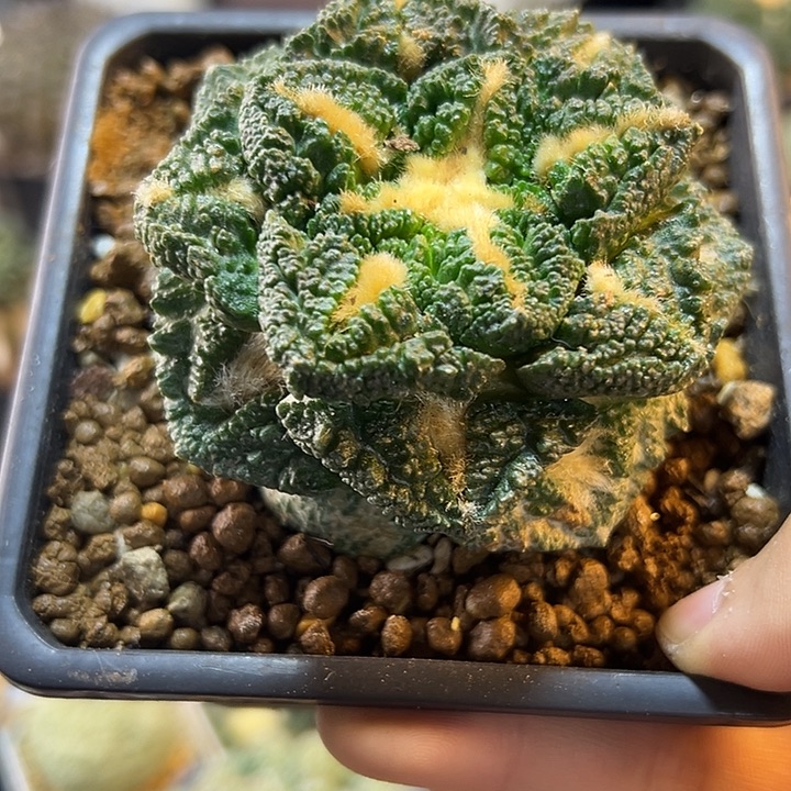 41号自根哥斯拉龟甲7.2公分