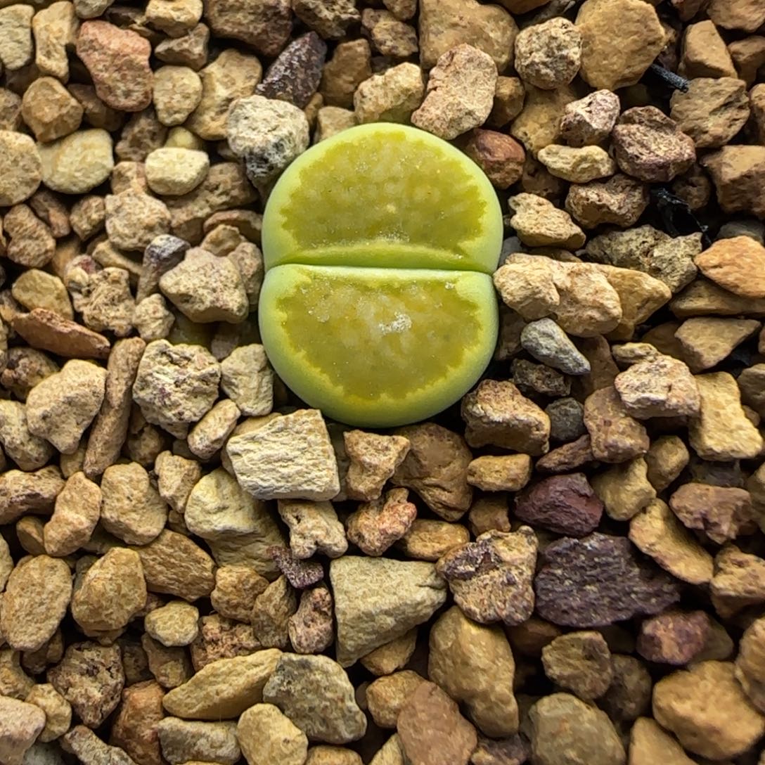 226 生石花大棚直播