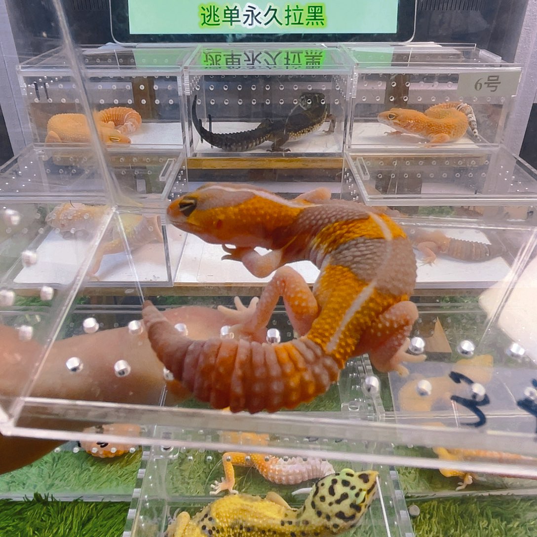 豹纹守宫豹纹守宫苗子成体亚成苗子