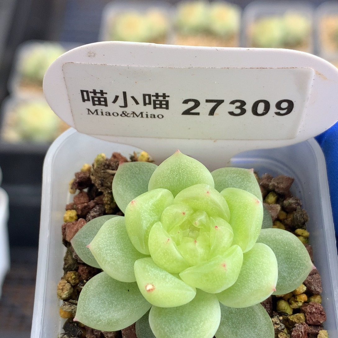唯***年多肉植物杂交珍妮
