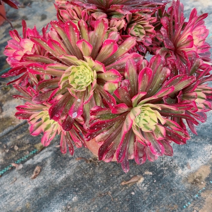 728铜壶锦多肉汁植物