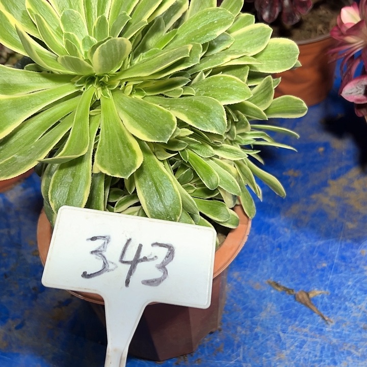 多肉植物艳宁法师