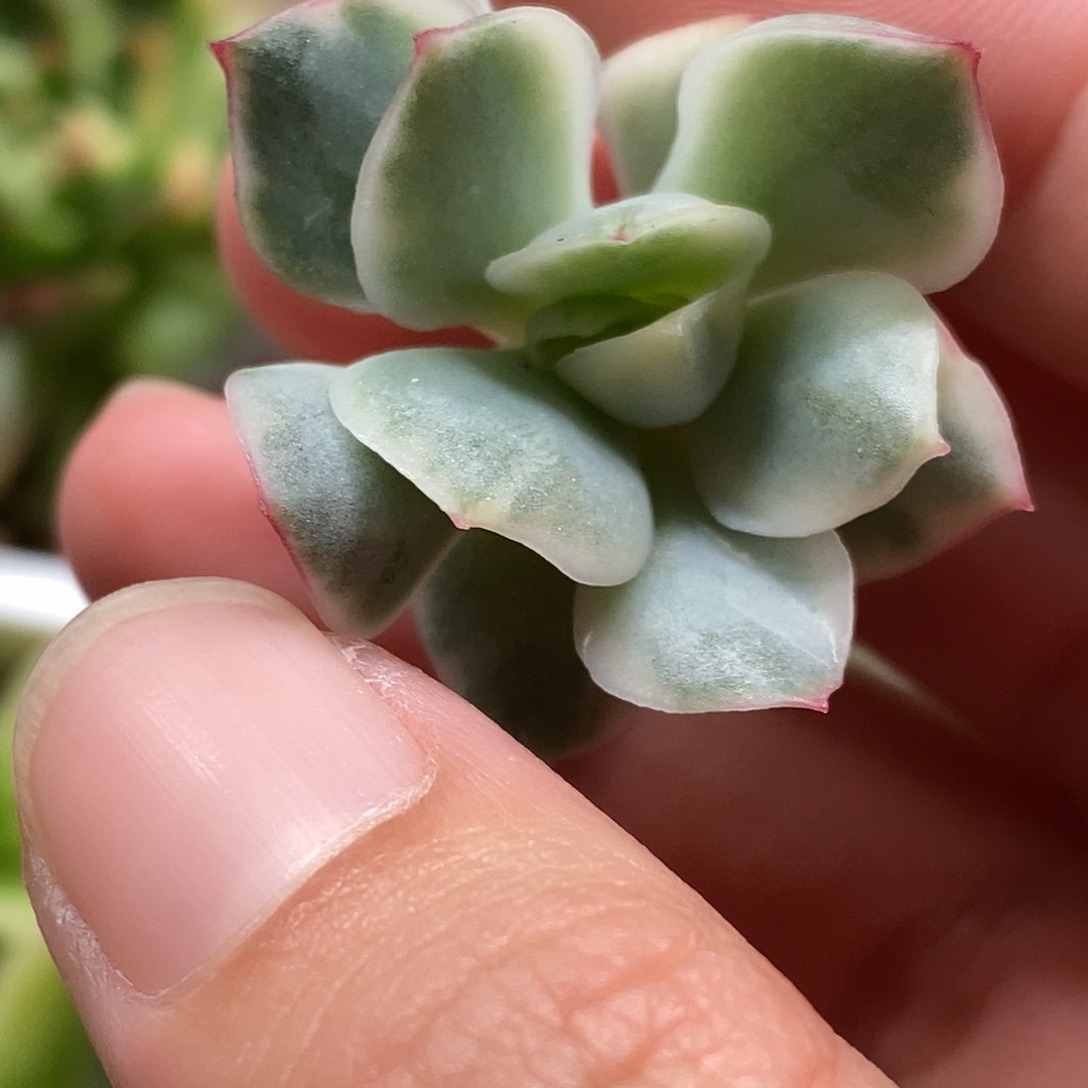 侧影锦一物一拍，