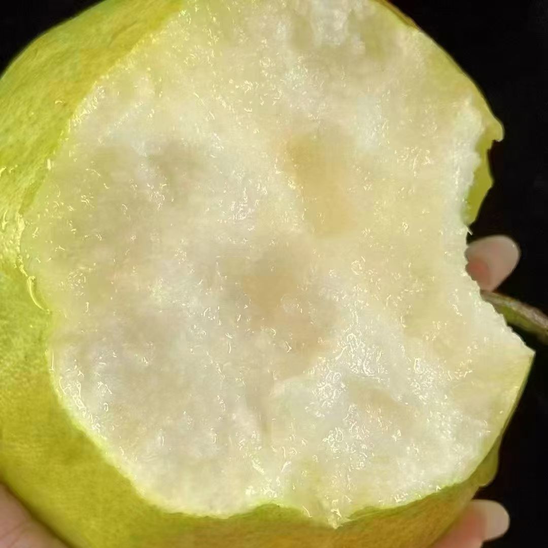 玉露香梨，果肉细嫩 脆甜多汁！