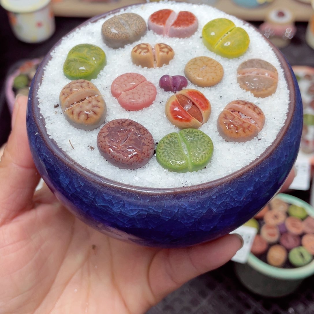 w1590 带盆土发货零下-地区拍保温箱