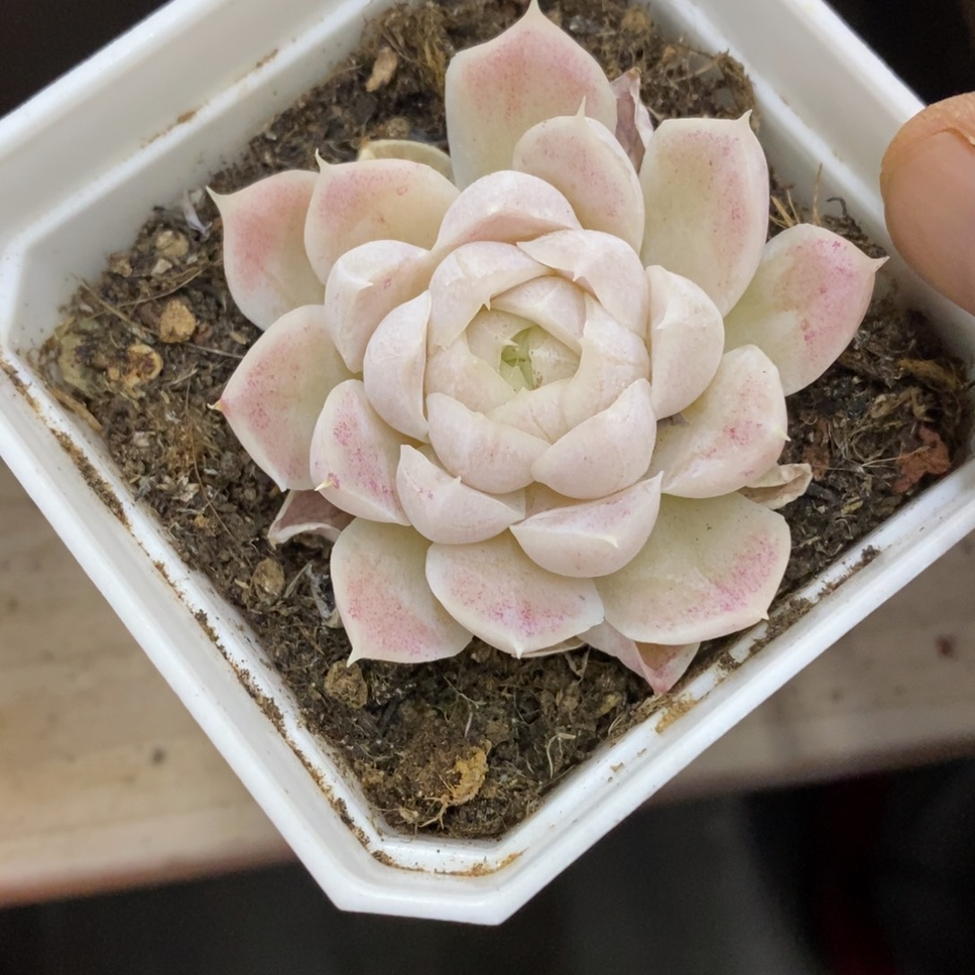 精品多肉一物一拍不包整249