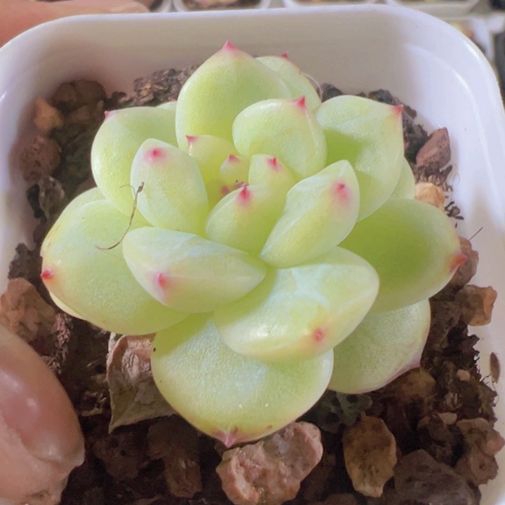 寒菲精品多肉植物大战