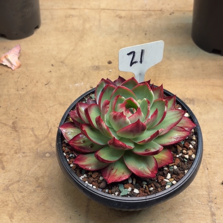 j***e多肉植物，惊鸿仙子21号