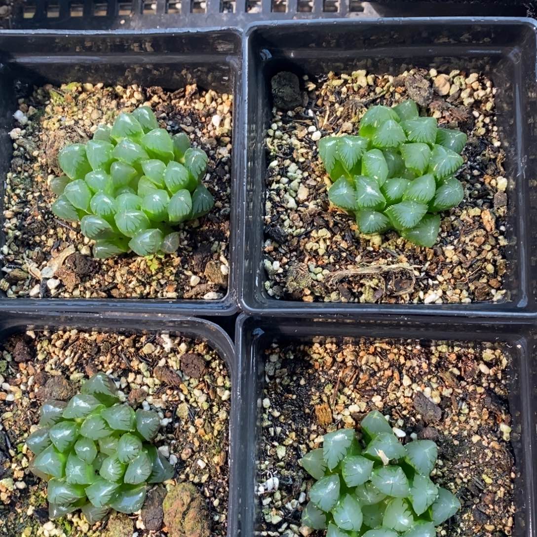 931 一颗实生大年份灯系雨露 脱土发货