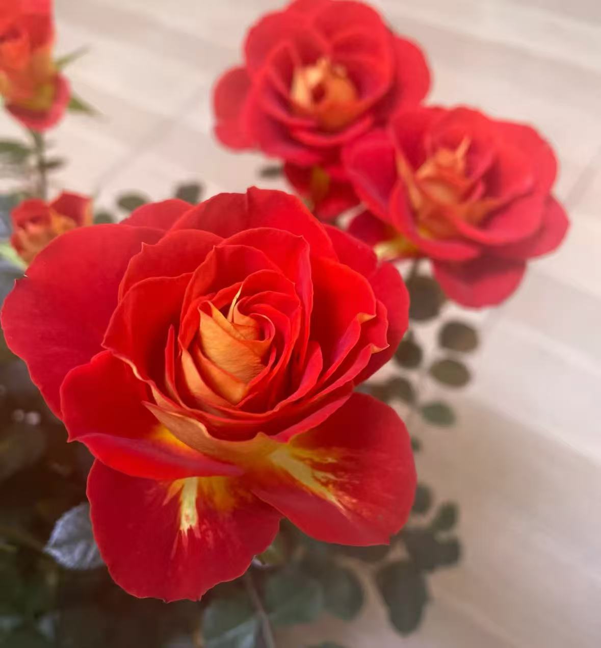 【双鱼座】四季开花香水玫瑰老桩根树苗盆栽植物家用耐寒花卉绿植