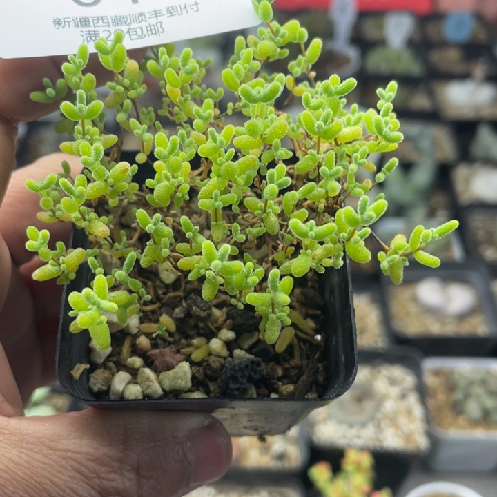 佳人园艺老周多肉上福利啦048