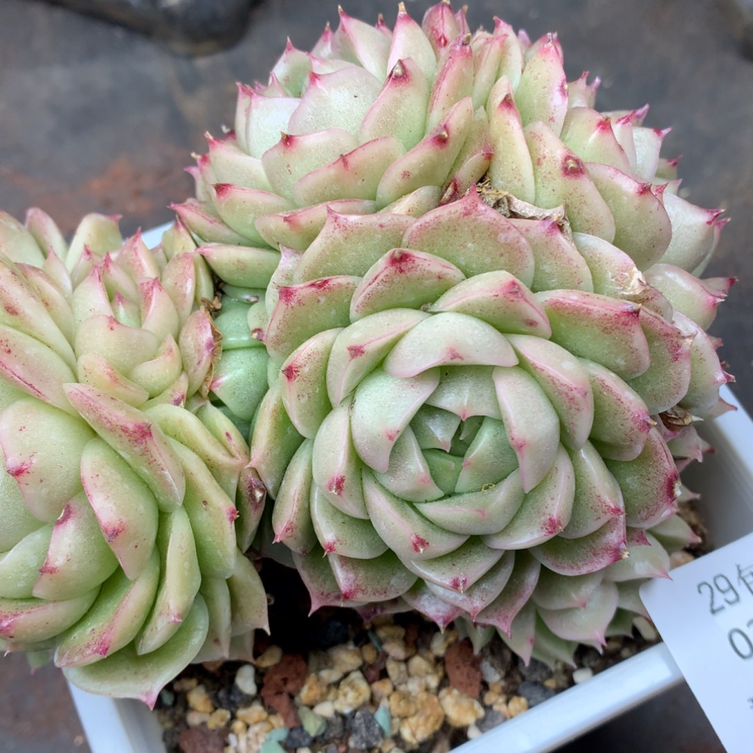 0310-63 麦杆优选