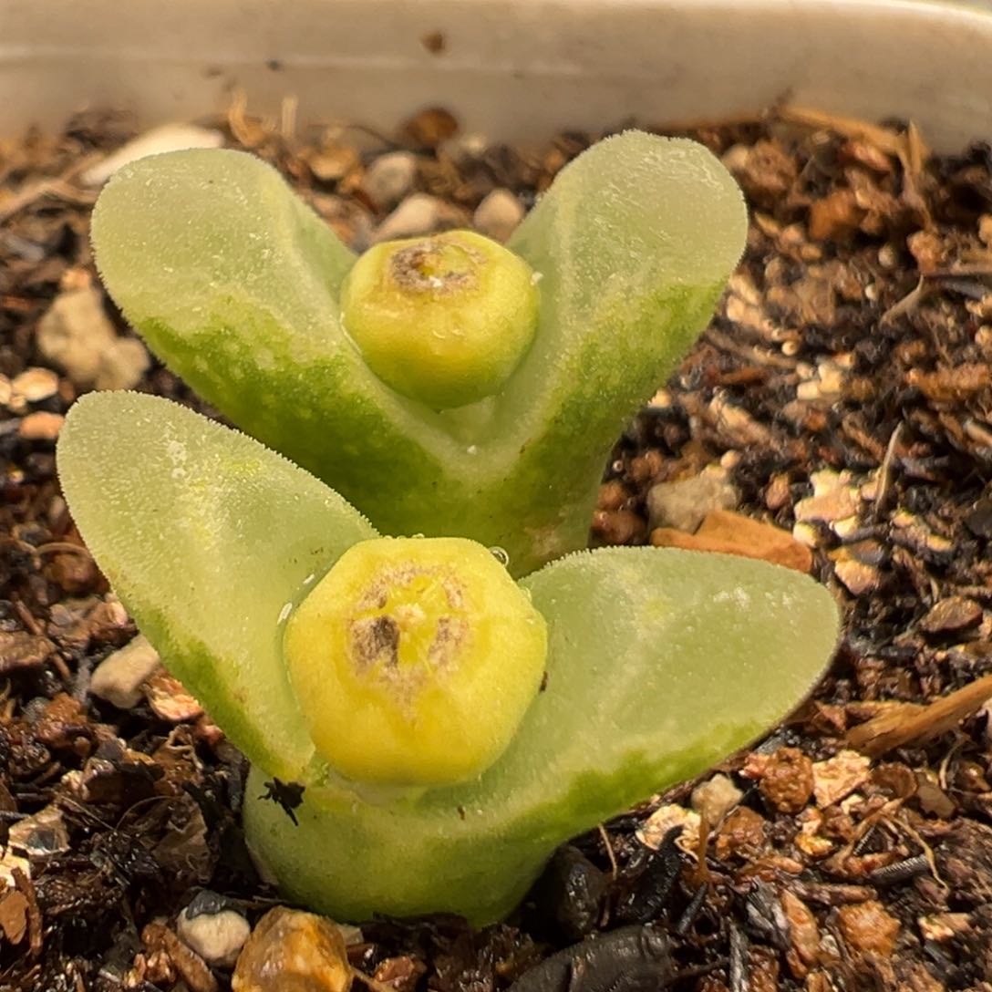 89多肉植物百科知识