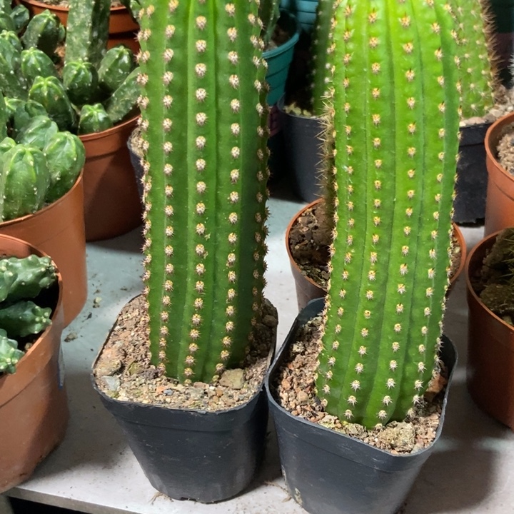 仙人球金一金四自根各一