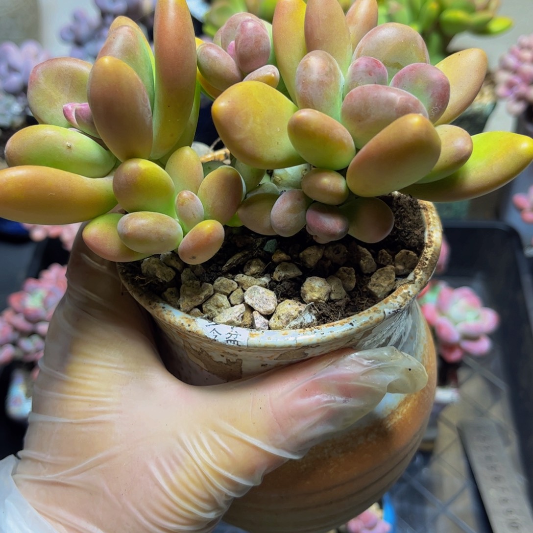 409芒果奶13厘米多肉