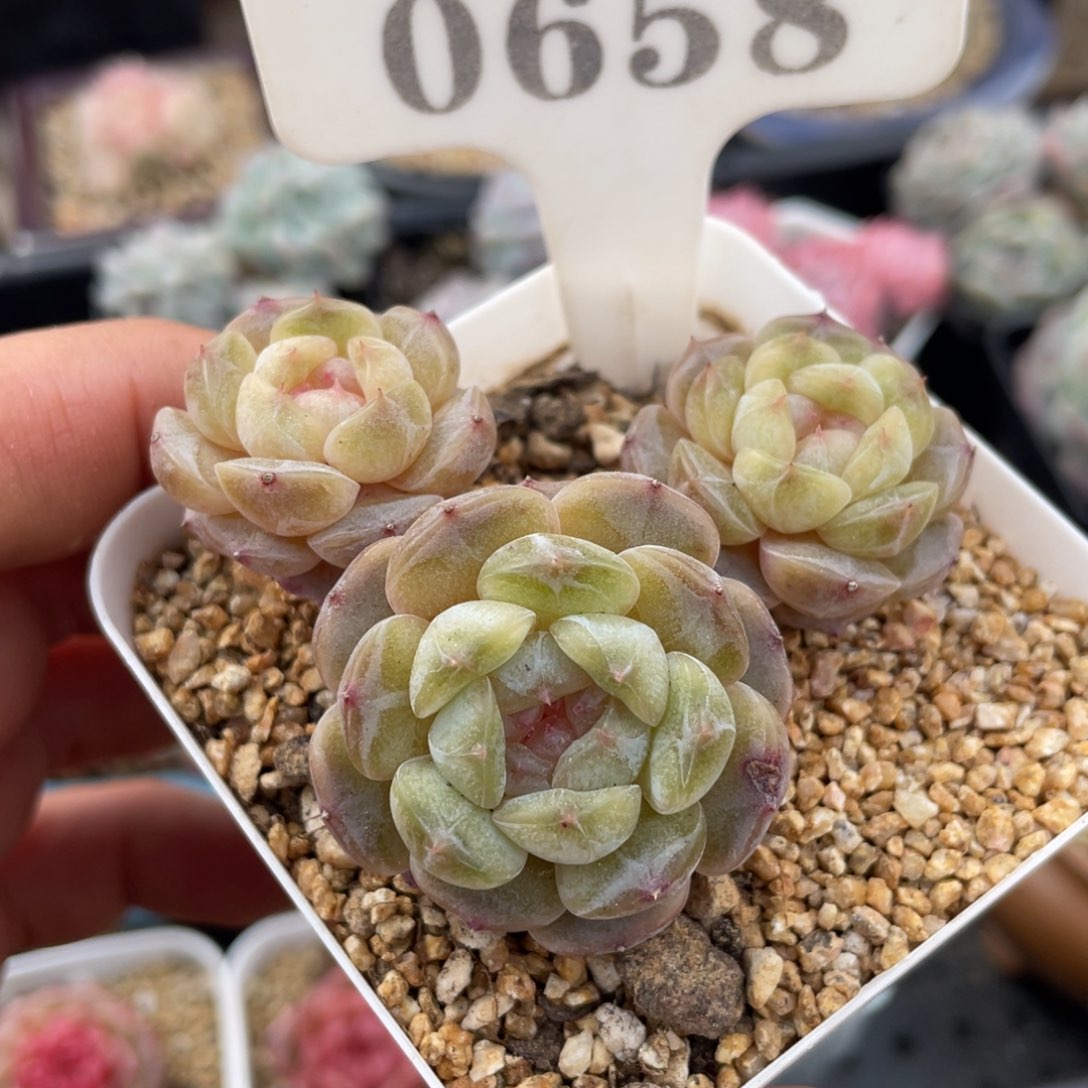 0658白恋不带盆7厘米