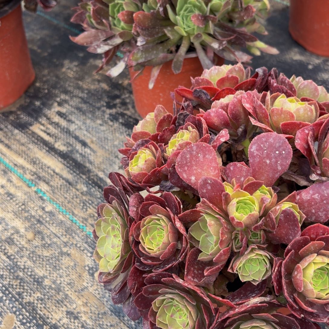 无花朵449多肉植物捧花的