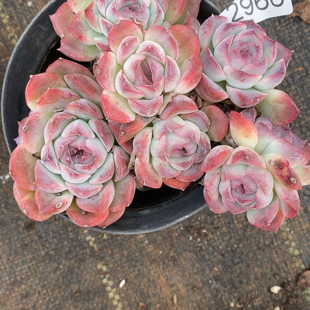 东***浩2966杂交老桩基地～12厘米