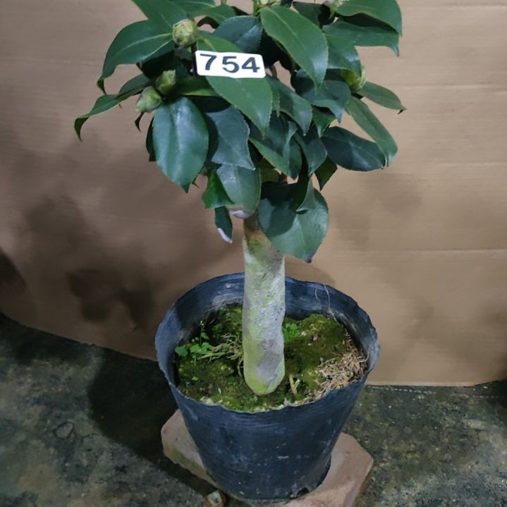 754绿可那，原盆原土发货